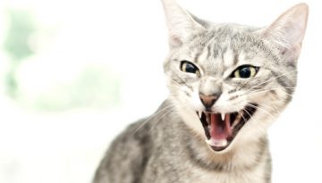 angry cat