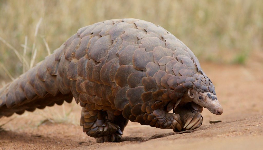 Ground Pangolin