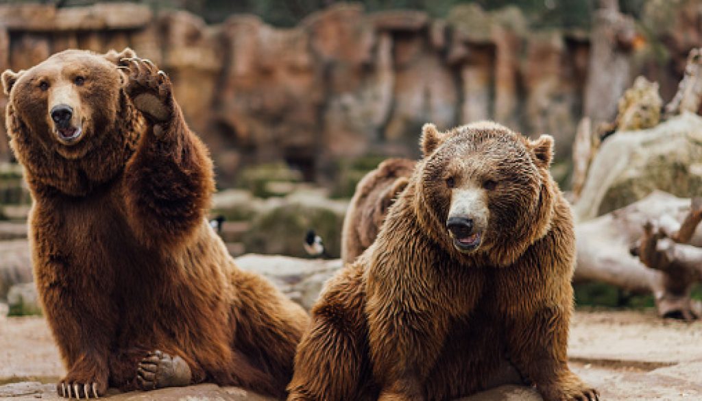 waving bears