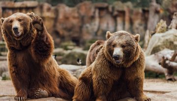 waving bears