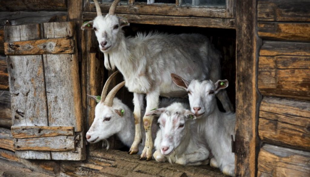 Billy Goats